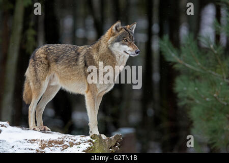 Lupo grigio in inverno (Canis lupus lupus), Schleswig Holstein, Germania, captive Foto Stock