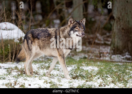 Lupo grigio in inverno (Canis lupus lupus), Schleswig Holstein, Germania, captive Foto Stock
