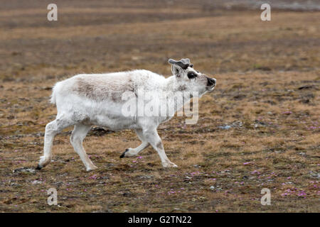 Renna delle Svalbard (rangifer tarandus platyrhynchus), spitsbergen, svalbard, Norvegia Foto Stock