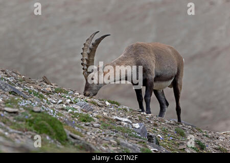 Stambecco (Capra ibex), Alti Tauri parco nazionale della Carinzia, Austria Foto Stock