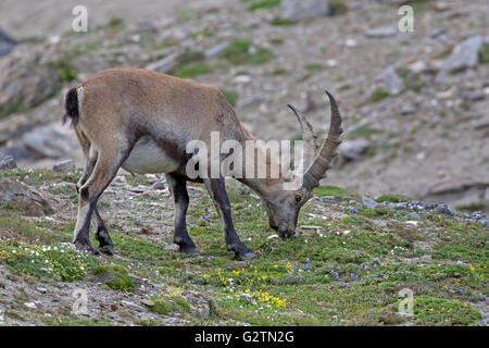 Stambecco (Capra ibex), Alti Tauri parco nazionale della Carinzia, Austria Foto Stock