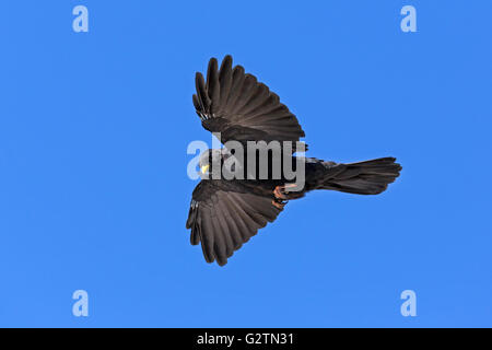 Gracchio alpino (Pyrrhocorax graculus) in volo, Alti Tauri parco nazionale della Carinzia, Austria Foto Stock