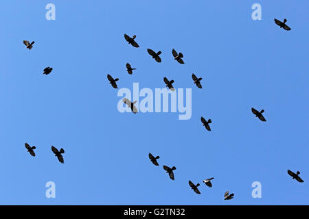 Gracchi alpini (Pyrrhocorax graculus) in volo, Alti Tauri parco nazionale della Carinzia, Austria Foto Stock