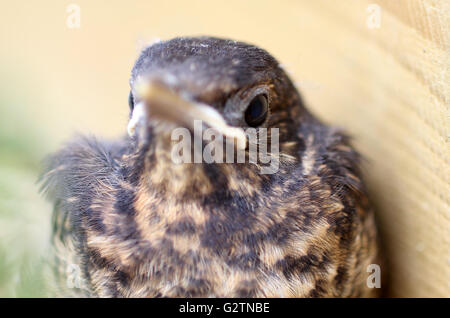 pulcino di Merlo Foto Stock