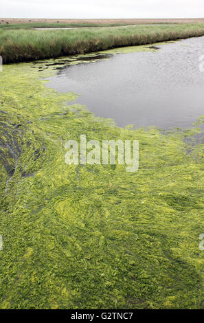 Fioritura di alghe in Dingle paludi, Walberswick, Suffolk Foto Stock