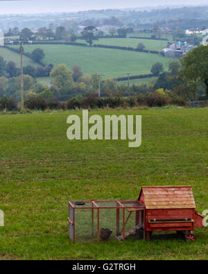 Red Pollaio rurale in Irlanda del Nord i terreni agricoli. Foto Stock