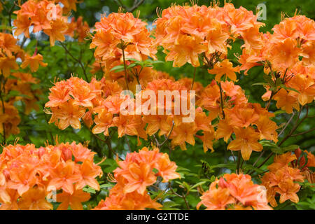 Arancione rododendro in fiore nel giardino. Foto Stock