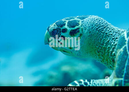 La tartaruga nel mare dei Caraibi circa Bonaire. Foto V.D. Foto Stock