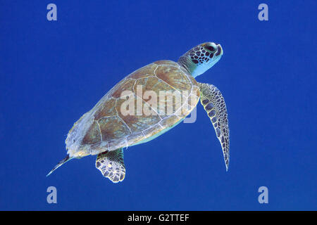 La tartaruga nel mare dei Caraibi circa Bonaire. Hawksbill. Eretmochelys imbricata. Foto V.D. Foto Stock