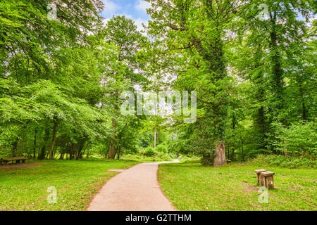 Percorso se la Foresta di Dean, con alberi in pieno, luminoso, molla, a foglia verde, Gloucestershire, England, Regno Unito Foto Stock