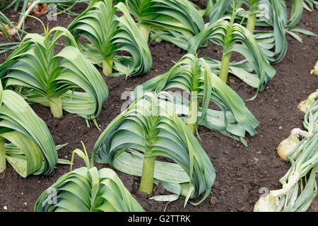 Piante, verdure, porri crescendo in righe. Foto Stock