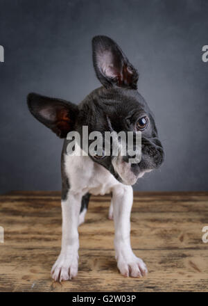 Carino giovane Boston Terrier cucciolo ritratto in studio Foto Stock