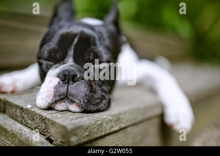 Boston Terrier sonnecchia sui gradini fuori in estate Foto Stock