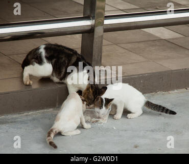 Senzatetto cat e poco kitty mangiare il riso sul piatto Foto Stock