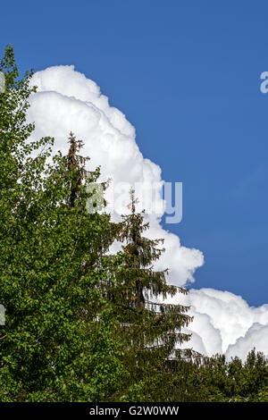 Cumulus congestus cloud sviluppo foresta dietro Foto Stock