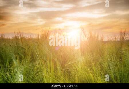 Campo di orzo in tempo al tramonto Foto Stock