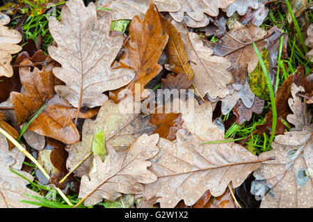 Close up inglese (Comune) foglie di quercia che hanno cambiato colore e sono caduti al suolo in autunno. Foto Stock