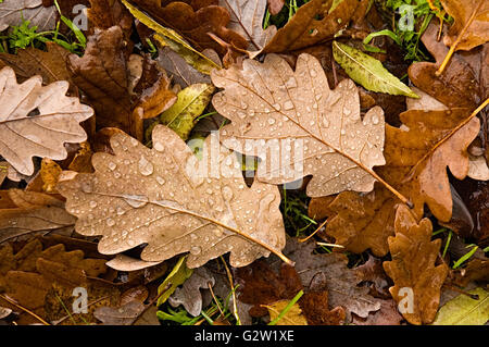 Close up inglese di foglie di quercia che hanno cambiato colore e sono caduti al suolo in autunno. Willow lascia visibili. Foto Stock