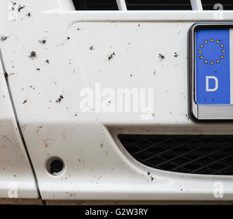 Close-up di insetti si è schiantato su una vettura bianca anteriore. Tedesco / Unione europea licenza nazionale piastra parzialmente visibile. Foto Stock