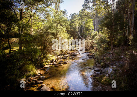 Canna di cuoio Creek vicino a Thredbo nel Nuovo Galles del Sud, Australia Foto Stock