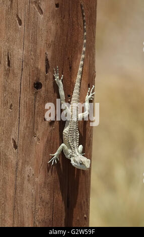 Gecko Lizard (infraorder Gekkota) su un palo del telegrafo, Balalan, la parte settentrionale di Cipro. Foto Stock