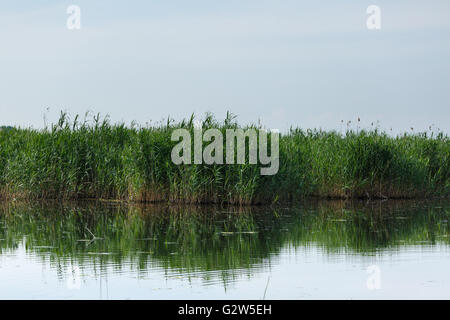 Paesaggio con canne e il lago sotto il cielo blu chiaro Foto Stock