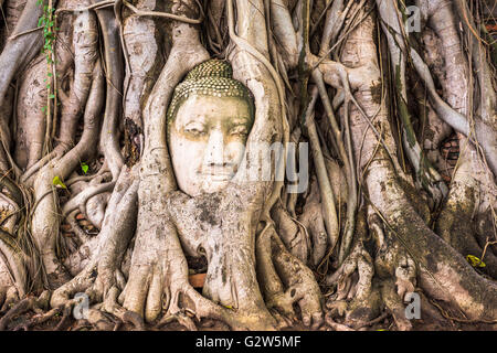 Testa di Buddha in banyan tree radici di Wat Mahathat in Ayutthaya, Thailandia. Foto Stock