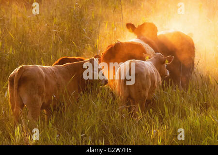 Highland bovini raggruppati insieme per il calore in una fredda mattina nebbiosa Foto Stock