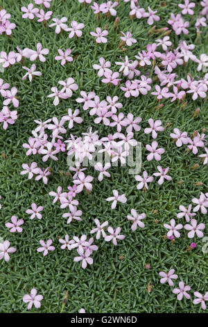 Dianthus anatolicus. Anatolica rosa in fiore Foto Stock