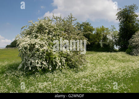 Crataegus monogyna e Anthriscus sylvestris. Biancospino e Cow prezzemolo fioritura in campagna. Oxfordshire, Inghilterra Foto Stock