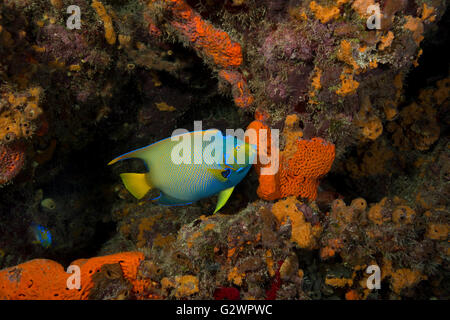 Una coppia di Queen angelfish (Holacanthus ciliaris' su una barriera corallina in Key Largo, Florida. Foto Stock