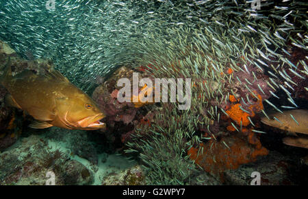 Un Cernie Nassau e un paio di grigio snapper, attardato in prossimità di una grande scuola di vetro minnows', sperando in un pasto. Foto Stock