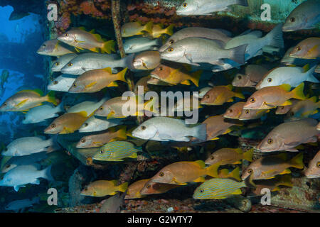 La scolarizzazione grugniti e snapper cercano la protezione del Aquarius Habitat, un laboratorio sottomarino che risiedono su Conch Reef Foto Stock