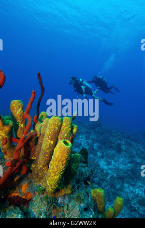 Una coppia di subacquei dietro un colorato che affiora in superficie delle spugne. Foto Stock