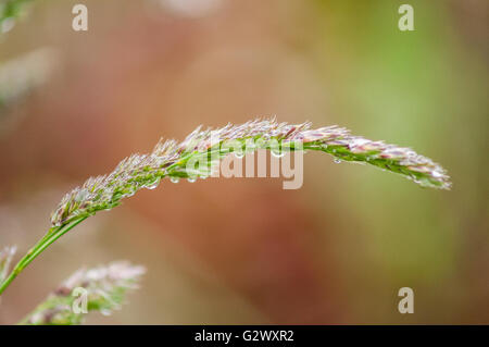 Un cluster di porpora-tinto comune erba di velluto (Holcus lanatus) semi gocciolamento con gocce di rugiada. Washington, Stati Uniti. Foto Stock