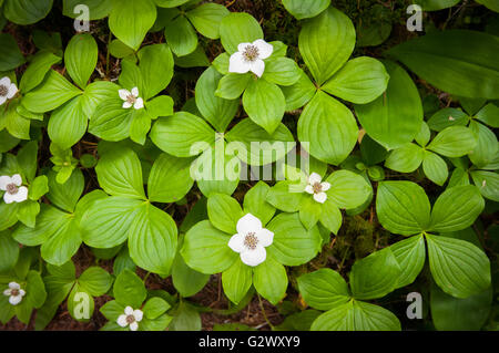 Un cluster di Bunchberry (Cornus canadensis) alla base di un abete. Washington, Stati Uniti. Foto Stock