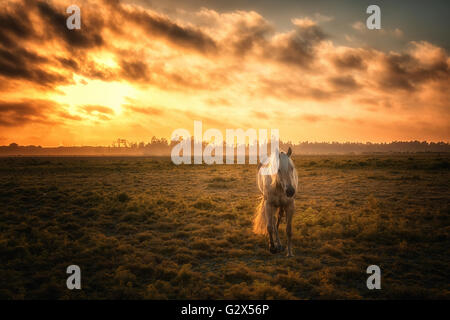 Cavallo in un pascolo con arancione tramonto Foto Stock