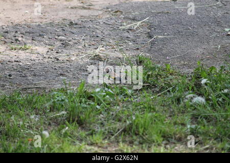 Cardellino alimentazione semi di tarassaco sulla strada mattina di primavera Foto Stock