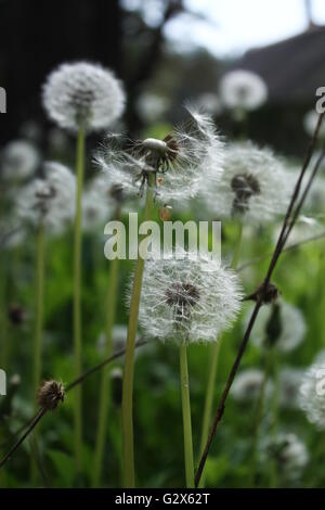 Pizzo sfere bianche di fiore fiori di tarassaco sulla molla lea Foto Stock