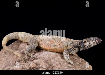 Chuckwalla (Sauromalus ater) Foto Stock