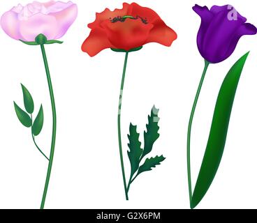 Set fiori realistici Illustrazione Vettoriale