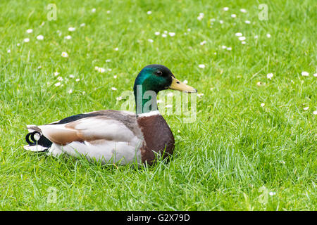 Mallard duck seduto su qualche erba Foto Stock