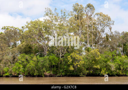 Vegetazione di mangrovie sulle rive del Fiume Brisbane, Fig Tree Pocket, Brisbane, Queensland, Australia Foto Stock