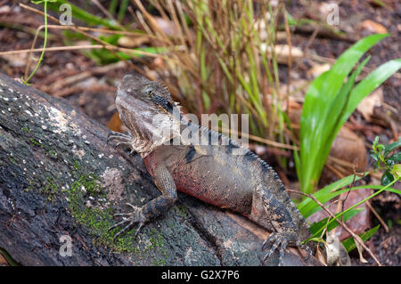 Acqua orientale Dragon, Lone Pine Koala Sanctuary, Fig Tree Pocket, Brisbane, Queensland, Australia Foto Stock