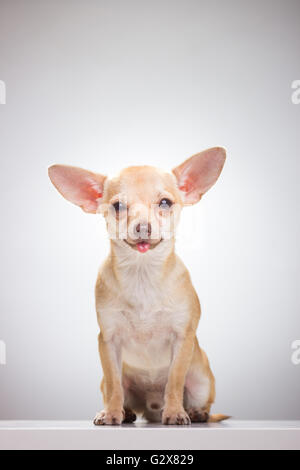 Carino Chihuahua cane, sfondo bianco. Foto Stock