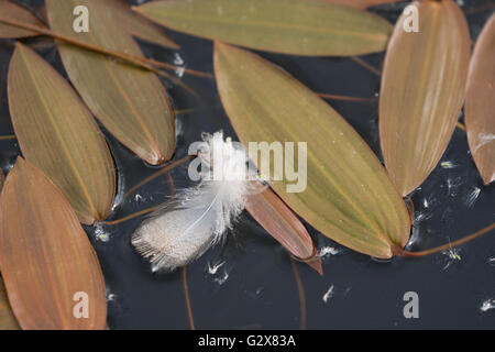 Piume bianche e lascia sulla pellicola di acqua Foto Stock