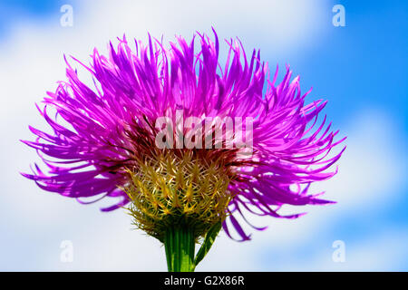 Cesto di fiori (Plectocephalus americanus), o American star thistle close-up di messa a fuoco selettiva in primo piano Foto Stock