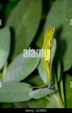 Piccolo verde Anole (Anolis carolinensis) verticale su una foglia di salvia Foto Stock