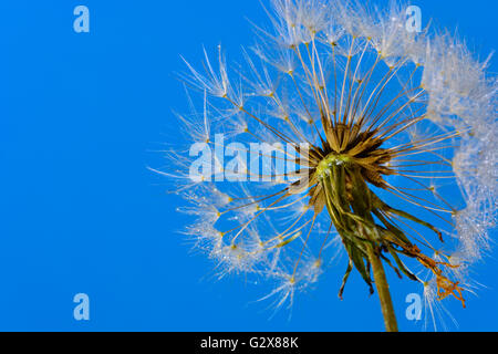 Tarassaco seme head (Taraxacum officinale) contro il cielo blu chiaro Foto Stock