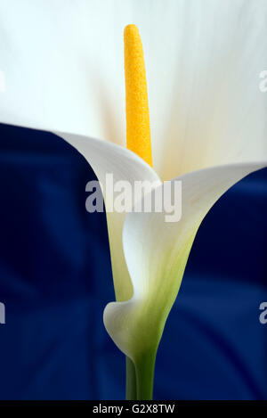 Calla Lily Flower shot in studio. Sfondo blu Foto Stock